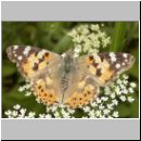 Vanessa cardui - Distelfalter 07.jpg